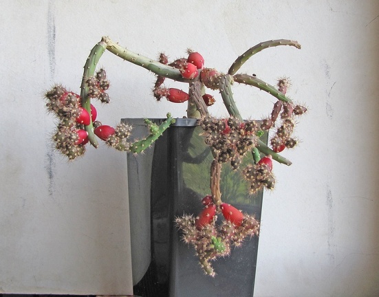 Austrocylindropuntia  salmiana