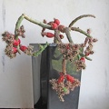 Austrocylindropuntia__salmiana.jpg