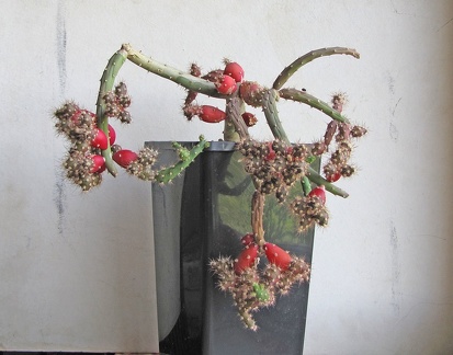 Austrocylindropuntia  salmiana