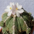Azrekium ritteri Lira