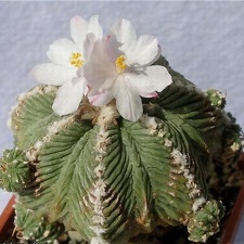 Azrekium ritteri Lira