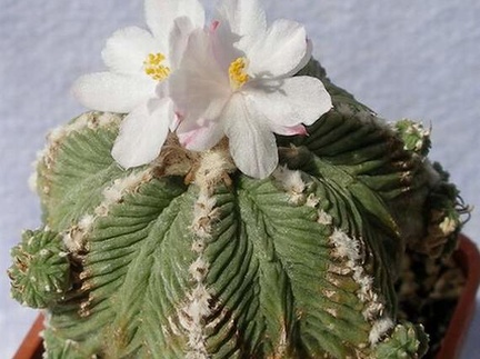 Azrekium ritteri Lira