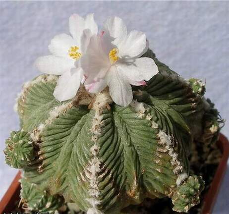 Azrekium ritteri Lira