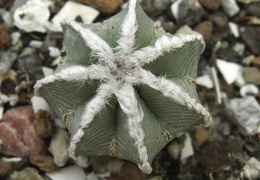 Aztekium hintonii