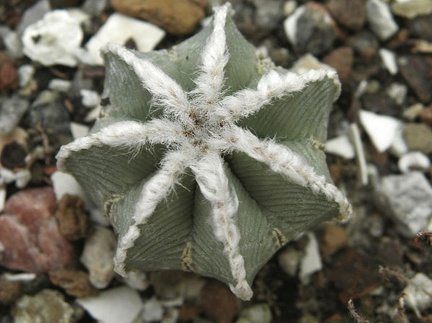 Aztekium hintonii