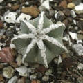 Aztekium hintonii