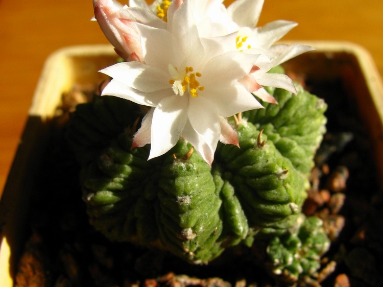 Aztekium ritteri