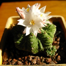 Aztekium ritteri
