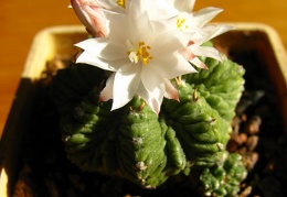 Aztekium ritteri