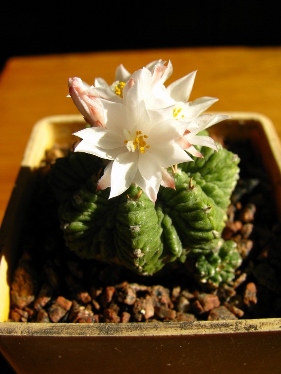 Aztekium ritteri
