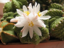 Aztekium ritteri2