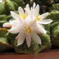 Aztekium ritteri2