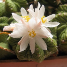 Aztekium ritteri2