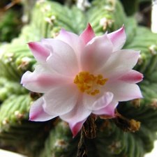 Aztekium ritteri 001