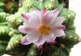 Aztekium ritteri 001