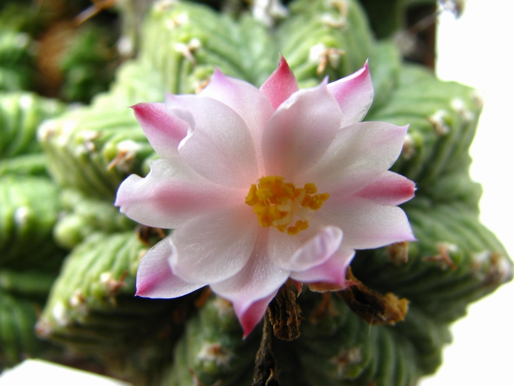 Aztekium ritteri 001