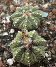 Aztekium ritteri 002