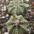 Aztekium ritteri 002
