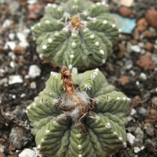Aztekium ritteri 002