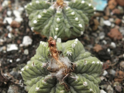 Aztekium ritteri 002