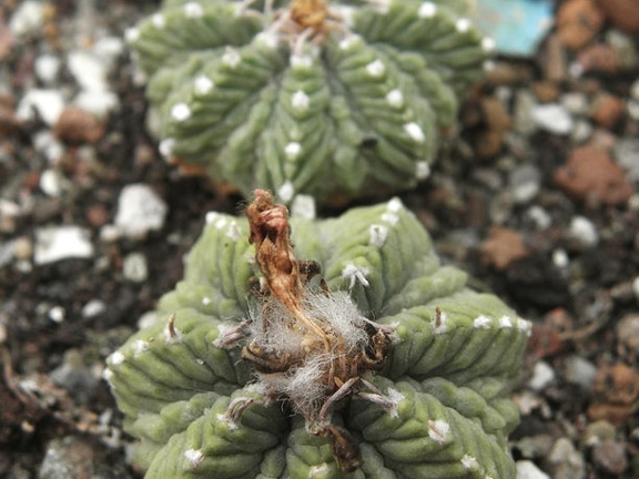 Aztekium ritteri 002