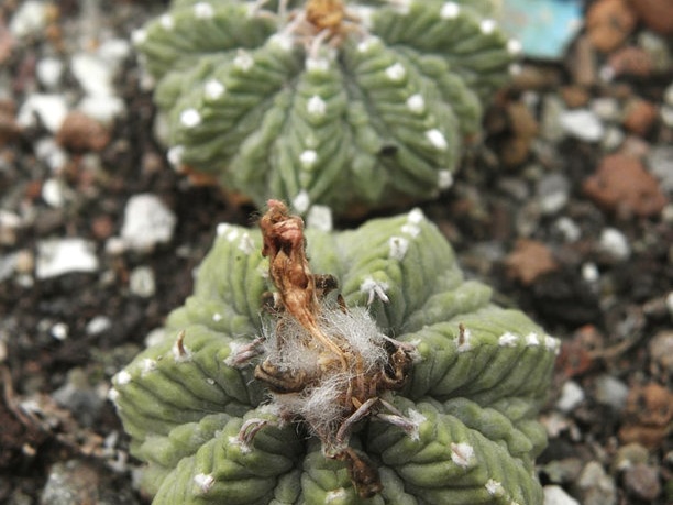Aztekium ritteri 002