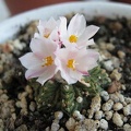 Aztekium ritteri Krav FG