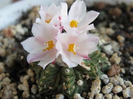Aztekium ritteri Krav FG