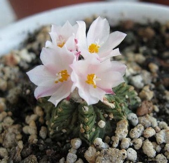 Aztekium ritteri Krav FG