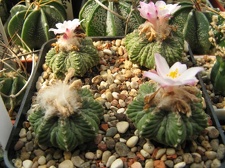 Aztekium ritteri