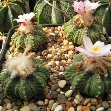 Aztekium ritteri