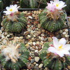 Aztekium ritteri