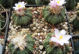 Aztekium ritteri