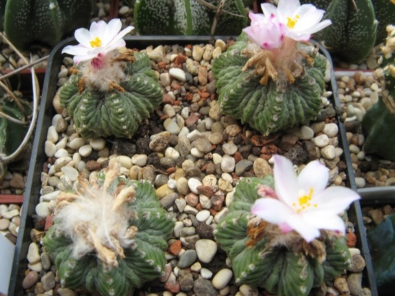 Aztekium ritteri