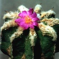 Aztekium hintonii