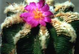 Aztekium hintonii