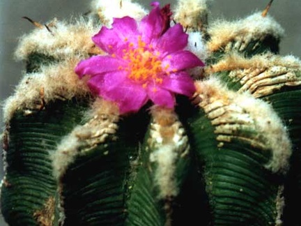 Aztekium hintonii