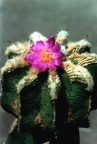 Aztekium hintonii