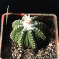 Aztekium ritteri