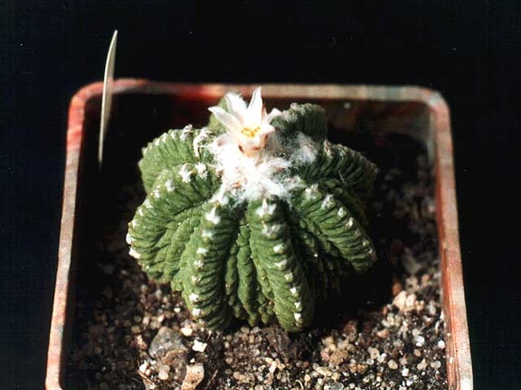 Aztekium ritteri