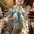 Azureocereus hertlingianus