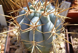 Azureocereus hertlingianus