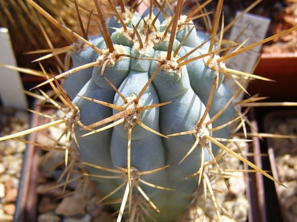 Azureocereus hertlingianus