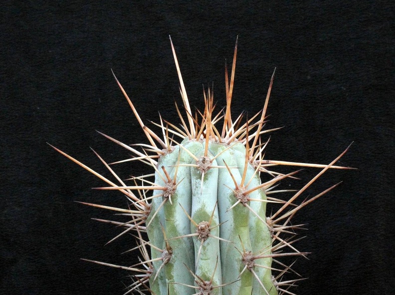Azureocereus hertlingianus 001