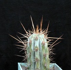 Azureocereus hertlingianus 001