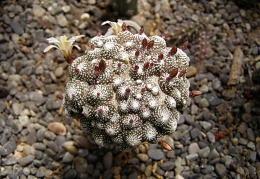 Blossfeldia liliputana