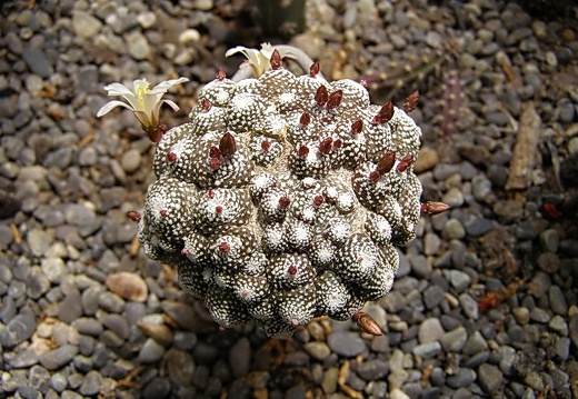Blossfeldia liliputana (3640 відвідувань) Фото и растение Юрия Пикуля (Киев) Blossfeldia liliputana
