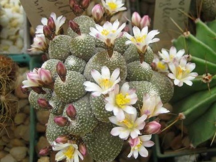Ph Blossfeldia liliputana Galin