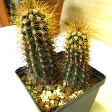 Carnegiea gigantea