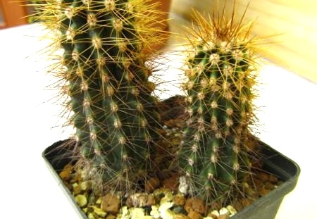 Carnegiea gigantea (65 відвідувань) Carnegiea gigantea